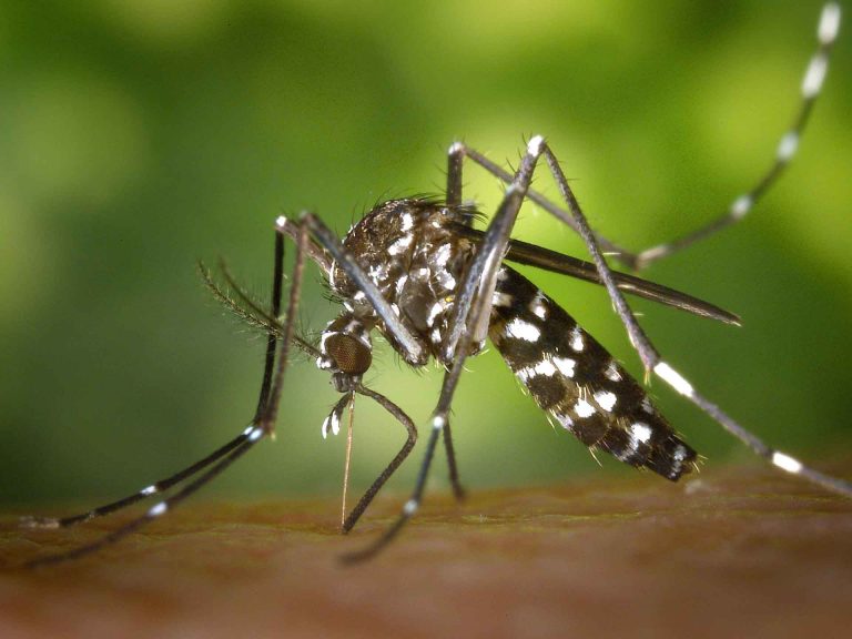 Read more about the article Mosquito-borne diseases has threaten World
